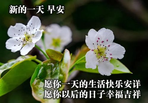 每日问候的早安动态祝福图片 最新的早上好动态表情包